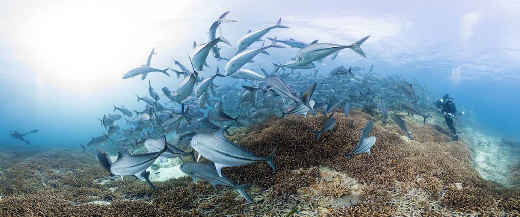 Chasing Coral (2017)