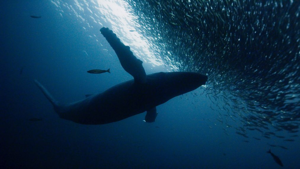 The Blue Planet II (2017)