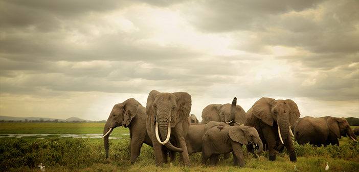 The Ivory Game (2016)