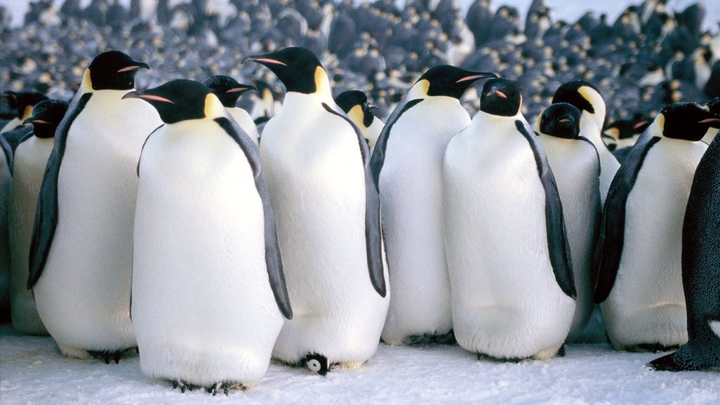 March of the Penguins (2005)